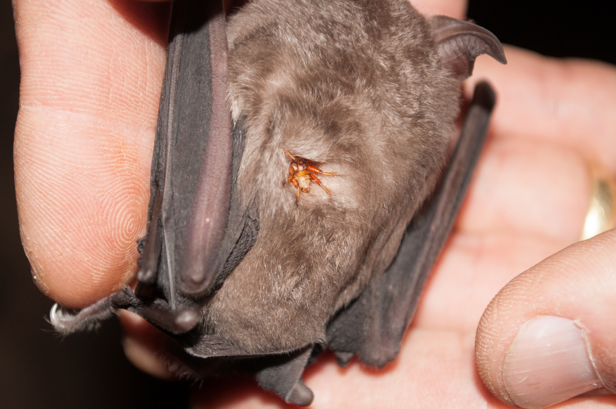 Oumatjie Cave Plettenberg Bay Rhinolophus capensis+Nycteribiidae (8)